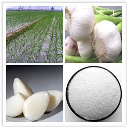 Garlic Polysaccharide/Garlic Extract /Allicin